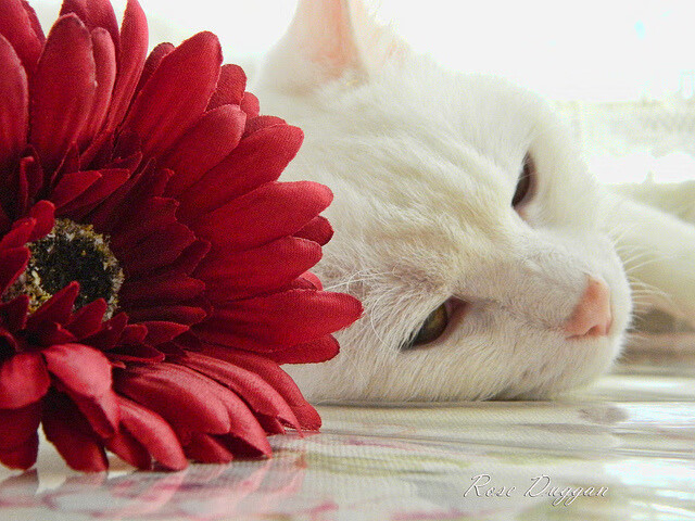 fb体育中国-_篮网队稳居联盟榜首，战斗力十足_，篮网队实力排名