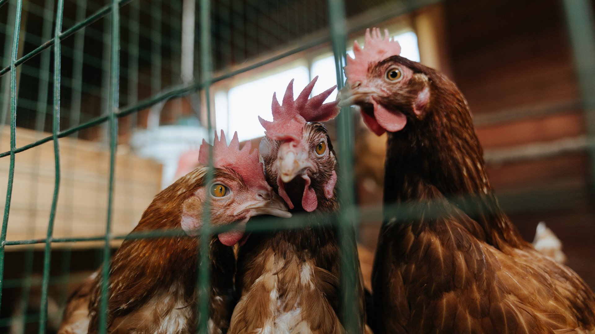 fb体育在线官网-【规则基础】犯规、判罚、申诉,详解台球比赛核心制度,台球比赛新规则