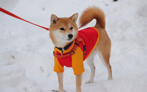 FB体育-【运动员训练】科学规划，提高比赛状态的五大技巧，如何提高运动员的比赛成绩