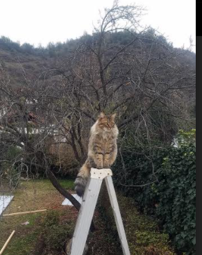 FB体育官方-LCK战队社交媒体粉丝互动增强，lck网友