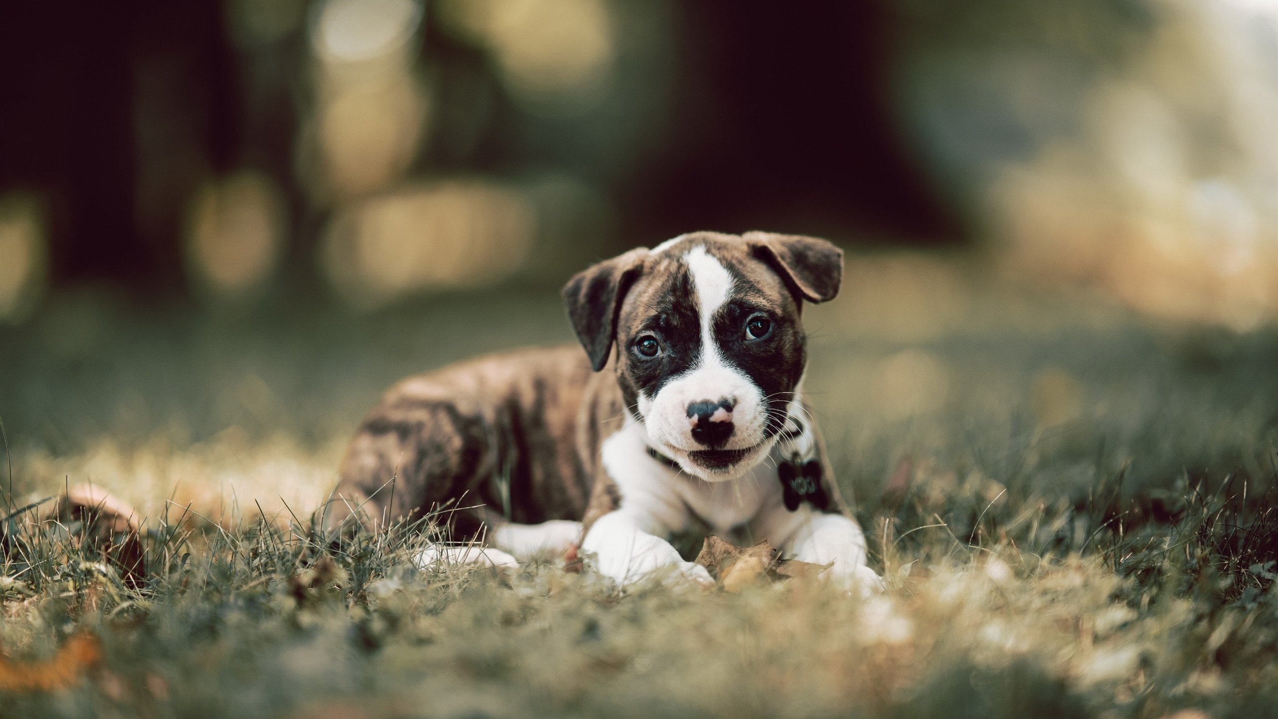 FB体育注册网址-体育赛事安全管理体系构建与优化路径研究,体育赛事安全方案