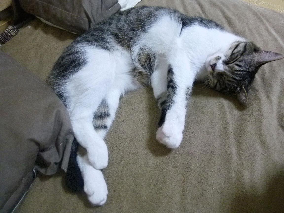 FB体育在线-“天府新区沙滩合球赛场，极限运动新选择”