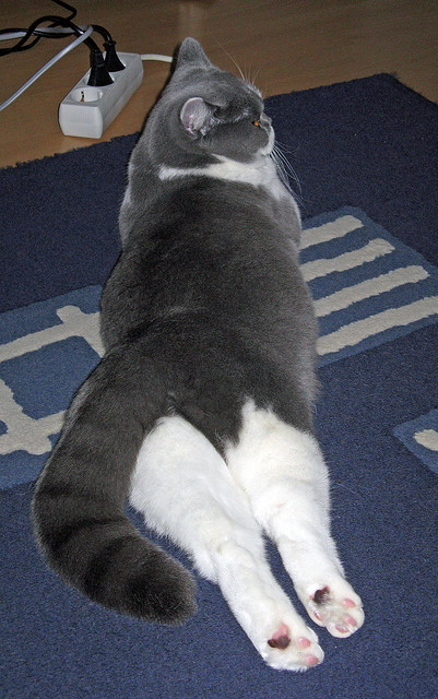 FB体育官方-中国队后三棒力挽狂澜,中国队第三是谁